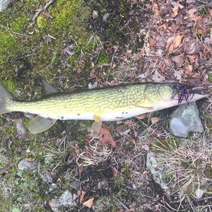 Meet your Posher, Jim